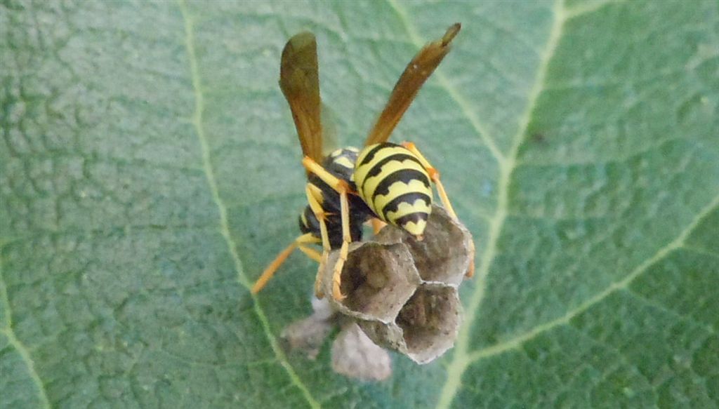 Polistes dominulus in costruzione nido?